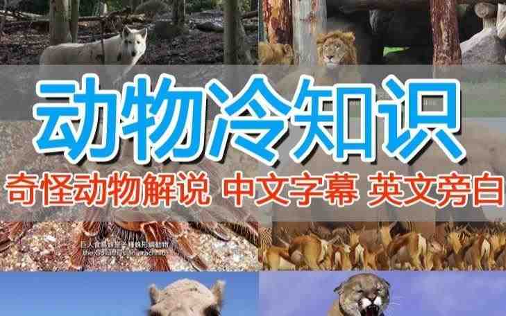 外面卖1699的国外纪录片解说(动物解说、美食、动画片)稳过中视频(全面解析国外纪录片解说视频制作技巧与发布策略) 外面卖1699的国外纪录片解说(动物解说、美食、动画片)稳过中视频(全面解析国外纪录片解说视频制作技巧与发布策略)