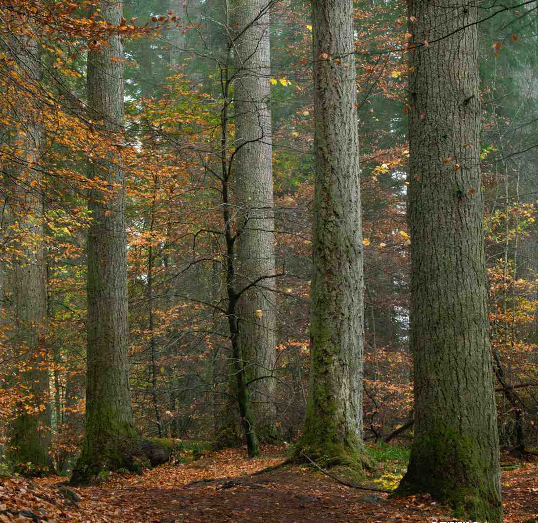 Alister Benn富有表现力的风光后期减淡和加深大师班-中英字幕 Alister Benn富有表现力的风光后期减淡和加深大师班-中英字幕
