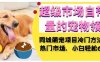超级市场自带流量的宠物领域,同城萌宠项目冷门方法打破热门市场,小白轻松600+(“同城萌宠项目冷门方法打破热门市场,小白轻松实现600+收益”)